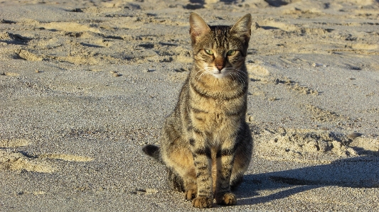 Beach outdoor animal cute Photo