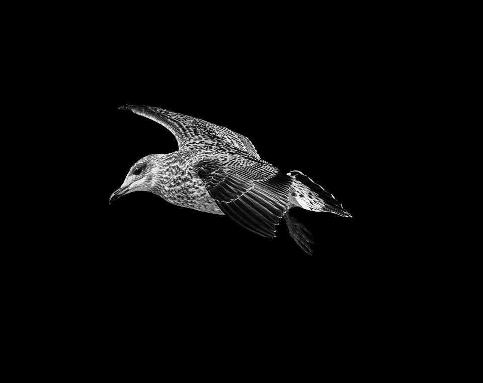 Nature bird wing black and white