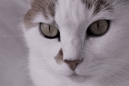 Foto Bianco e nero
 animale domestico