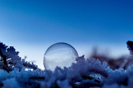 風景 木 雪 寒い 写真