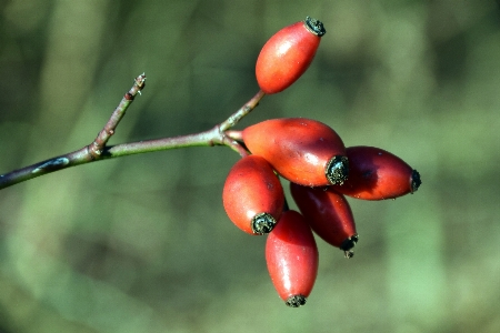 Tree nature branch plant Photo