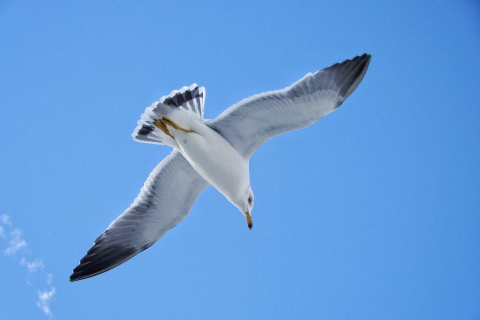 Spiaggia uccello ala cielo