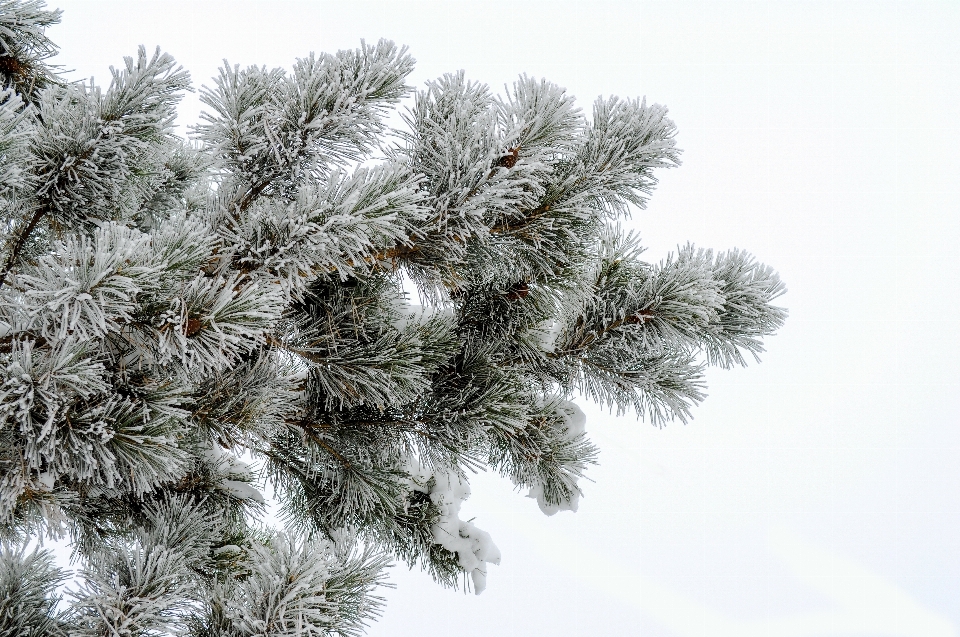 Albero ramo nevicare inverno