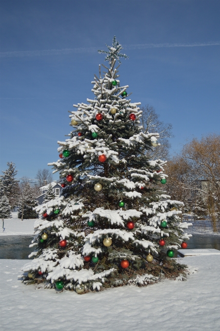 Baum schnee winter anlage