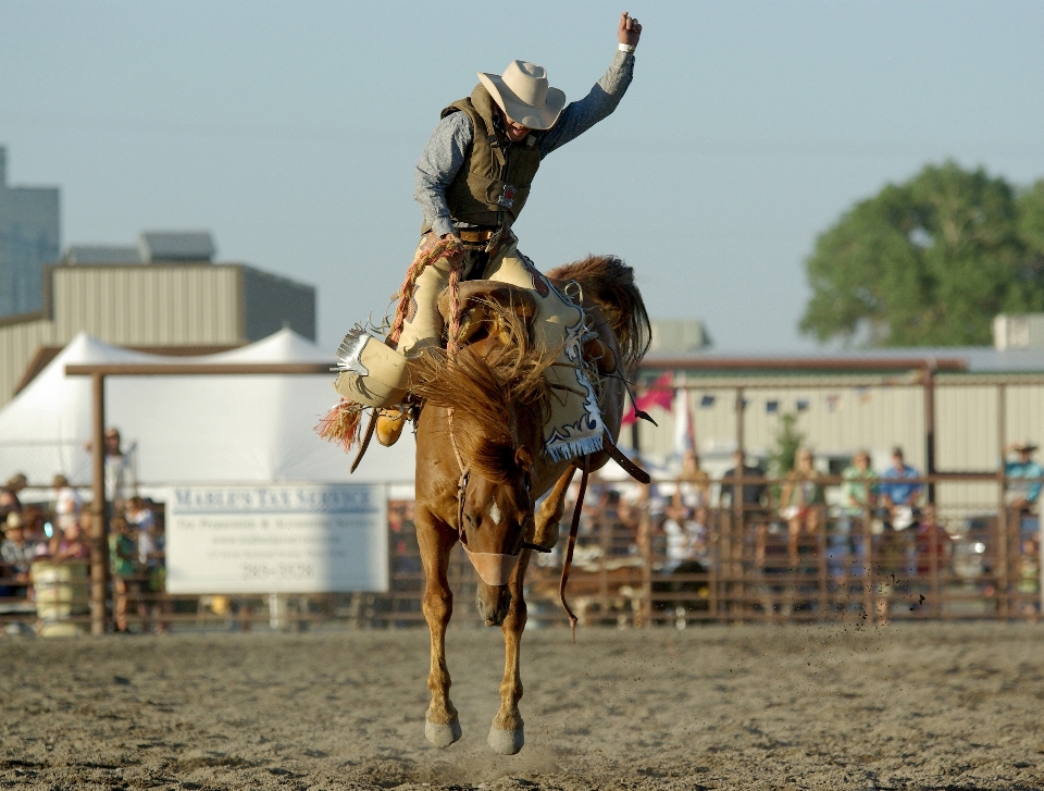 Caballo equitación deportes vaquero