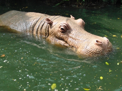 Water wildlife zoo biology Photo