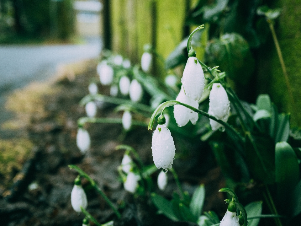 Natura erba pianta fiore