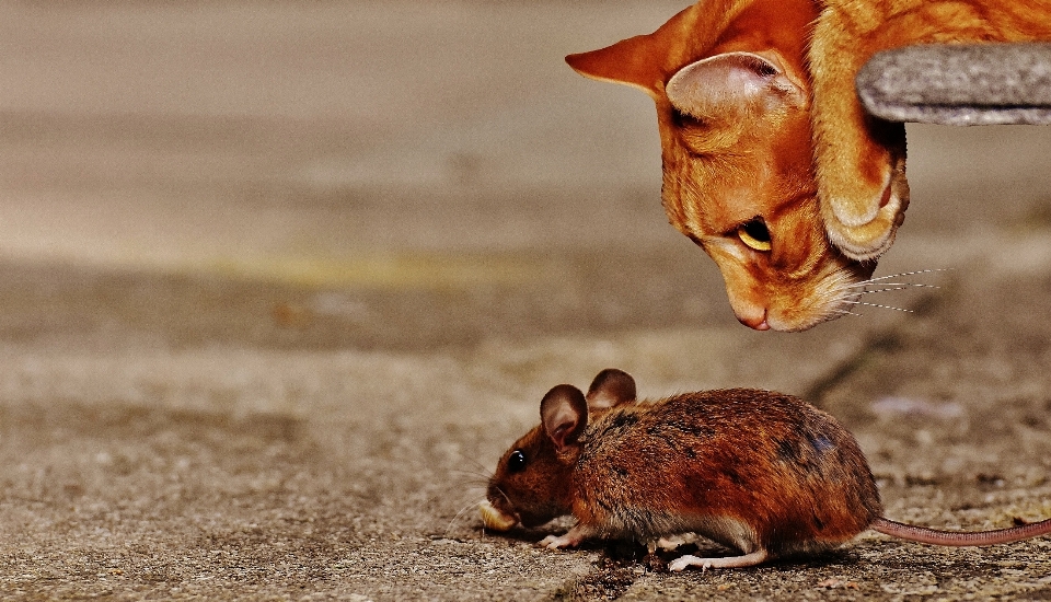 Souris des bois
 chat cachette
