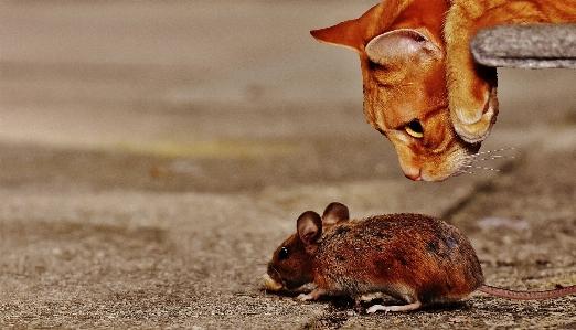 Maus waldmaus
 katze lauert
 Foto