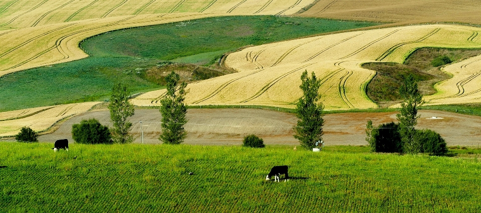 Landschaft natur gras feld