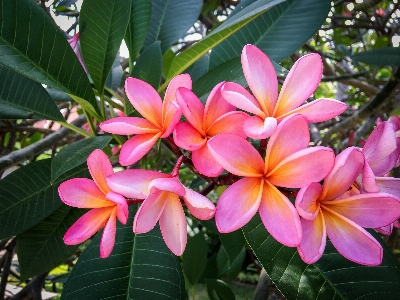 Blossom plant leaf flower Photo