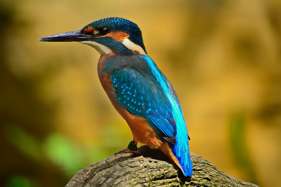 Natur vogel flügel tierwelt