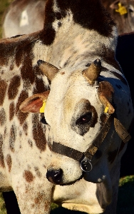 Boy animal cow livestock Photo