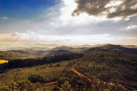 Landscape tree nature forest Photo