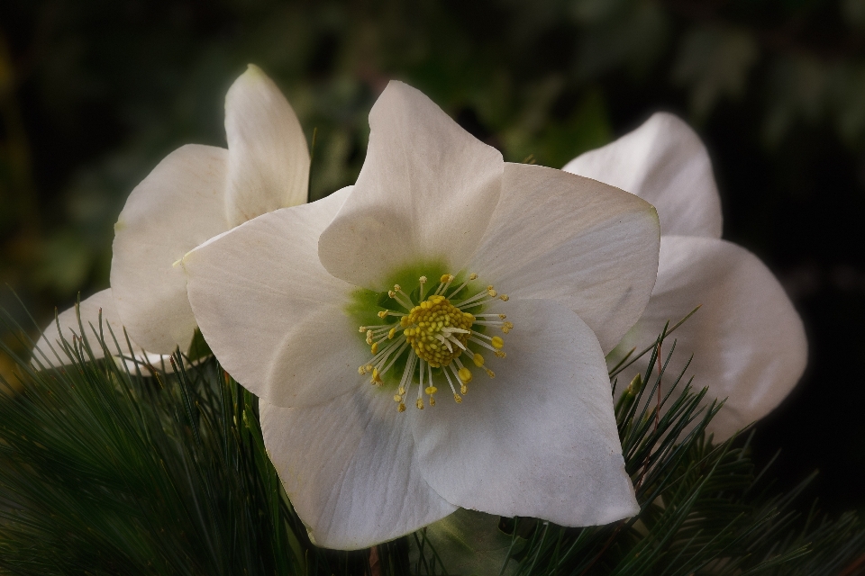 Natur blüte anlage weiss