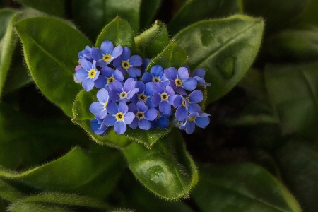 Nature plant flower spring Photo