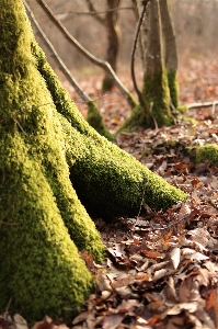 Tree nature forest grass Photo