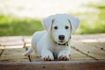 White puppy dog animal Photo