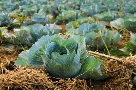 Plant field farm leaf Photo