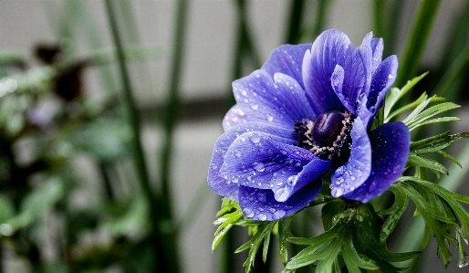 自然 花 植物 花弁 写真