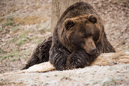 Zdjęcie Natura patrząc niedźwiedź dzikiej przyrody