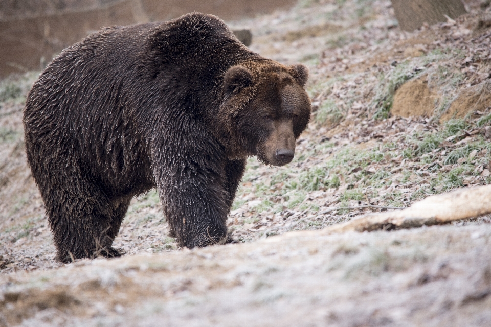 Natura guardare orso animali selvatici