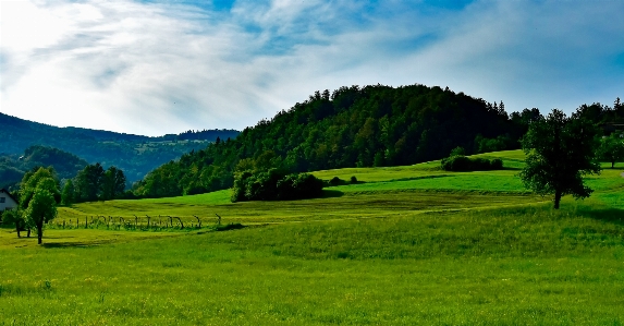 Landscape tree nature forest Photo