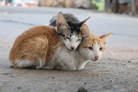 Foto Bonitinho amor bicho de estimação pelagem