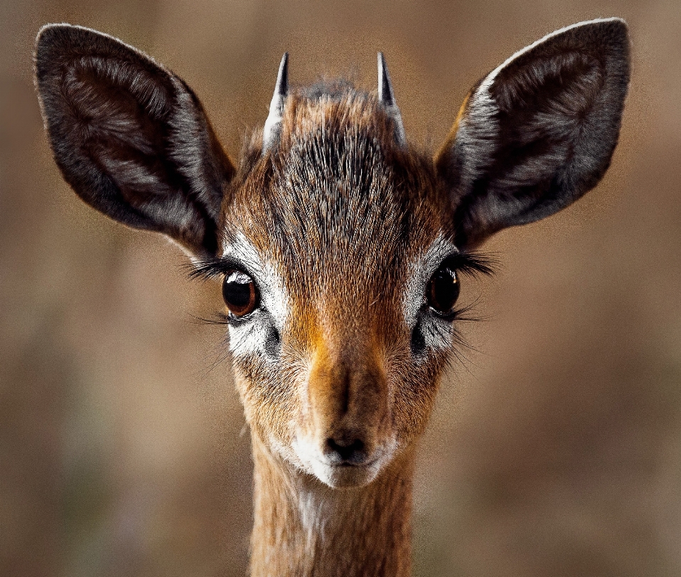 Natur tier tierwelt wild