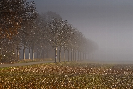 Landscape tree nature forest Photo