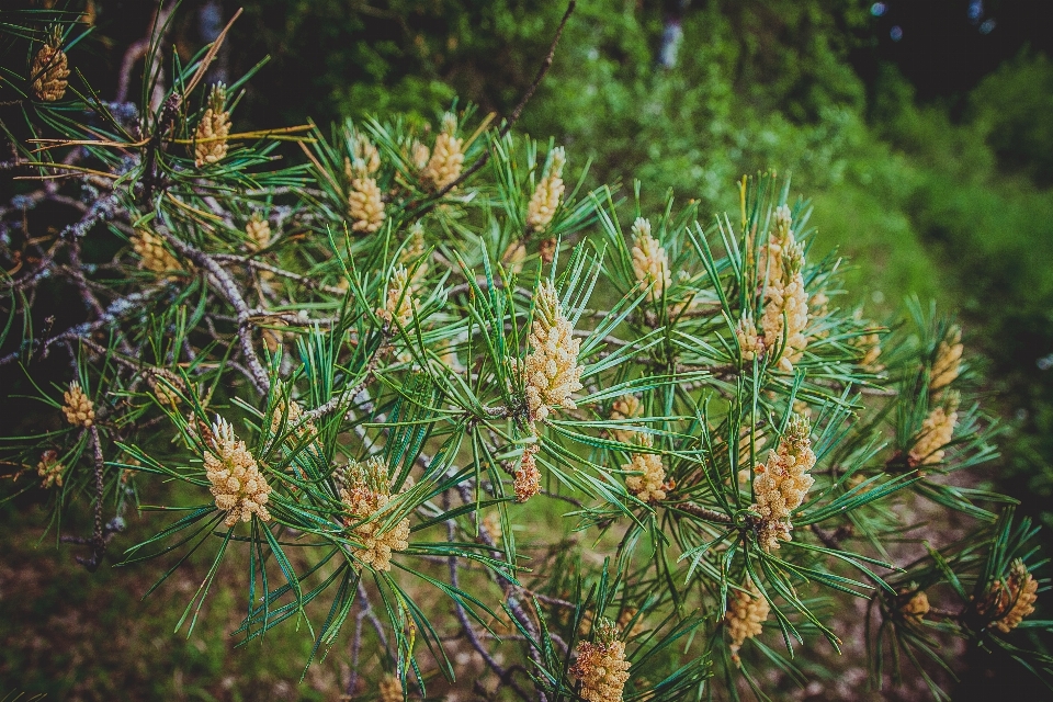 Baum natur wald zweig