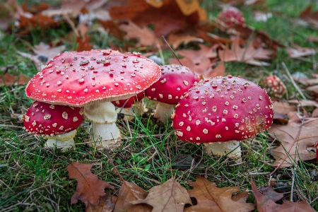 Zdjęcie Natura las kwiat prezent