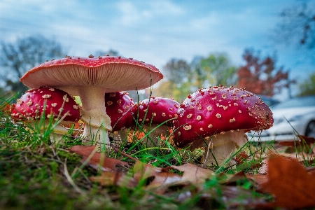 Zdjęcie Natura las liść kwiat