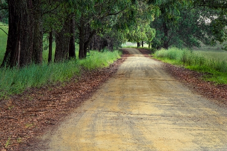 Landscape tree nature forest Photo