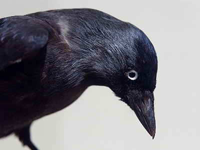 Bird wing beak museum Photo