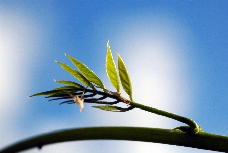 木 自然 草 ブランチ 写真