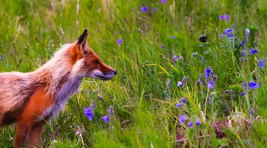 Zdjęcie Krajobraz natura trawa pole