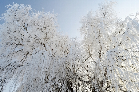 Tree branch snow winter Photo