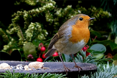 Foto Alam cabang burung margasatwa