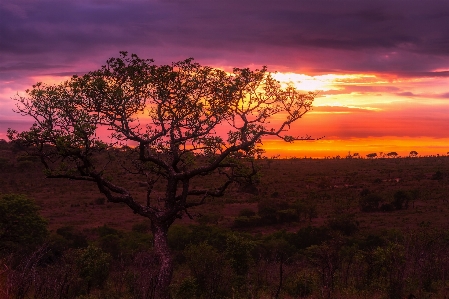 Landscape tree nature horizon Photo