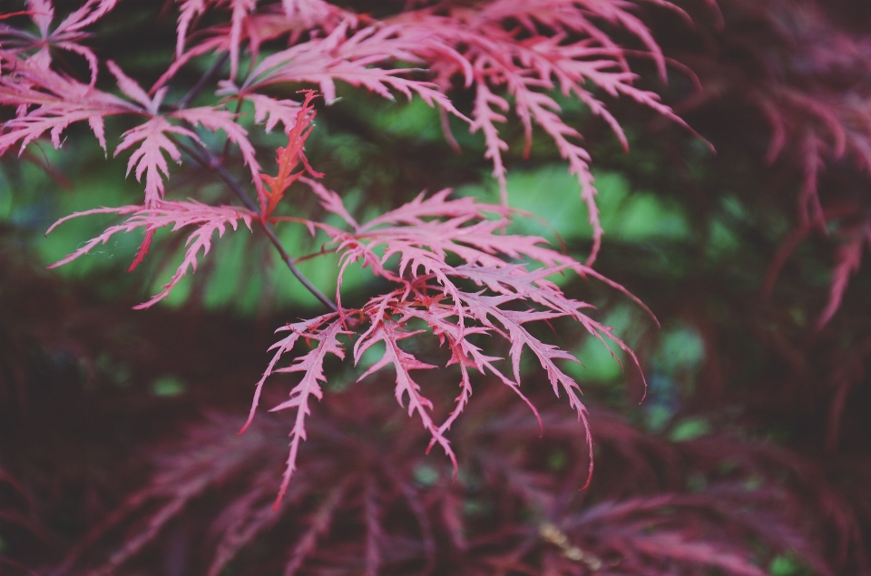 Tree nature branch plant