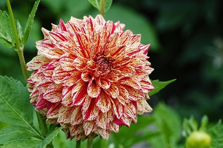 Blossom plant flower petal Photo