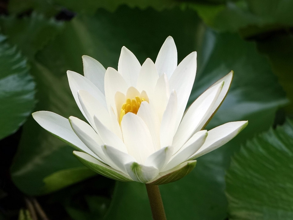 自然 开花 植物 白色的