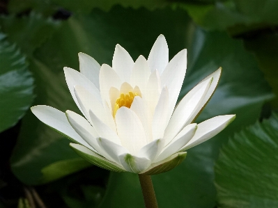 自然 花 植物 白 写真