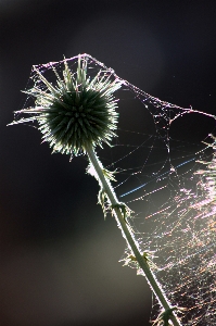 Natur zweig tau anlage Foto