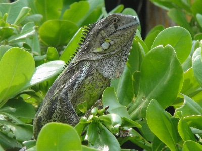 Nature animal wildlife green Photo