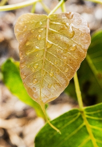 Tree nature branch dew Photo