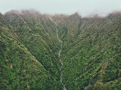 Tree nature forest mountain Photo