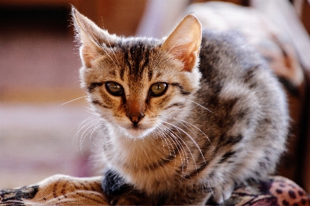 Animal cute pet kitten Photo