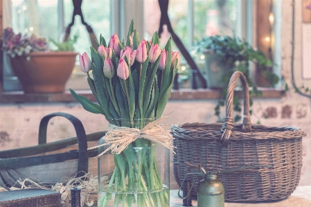 Anlage blume tulpe vase Foto